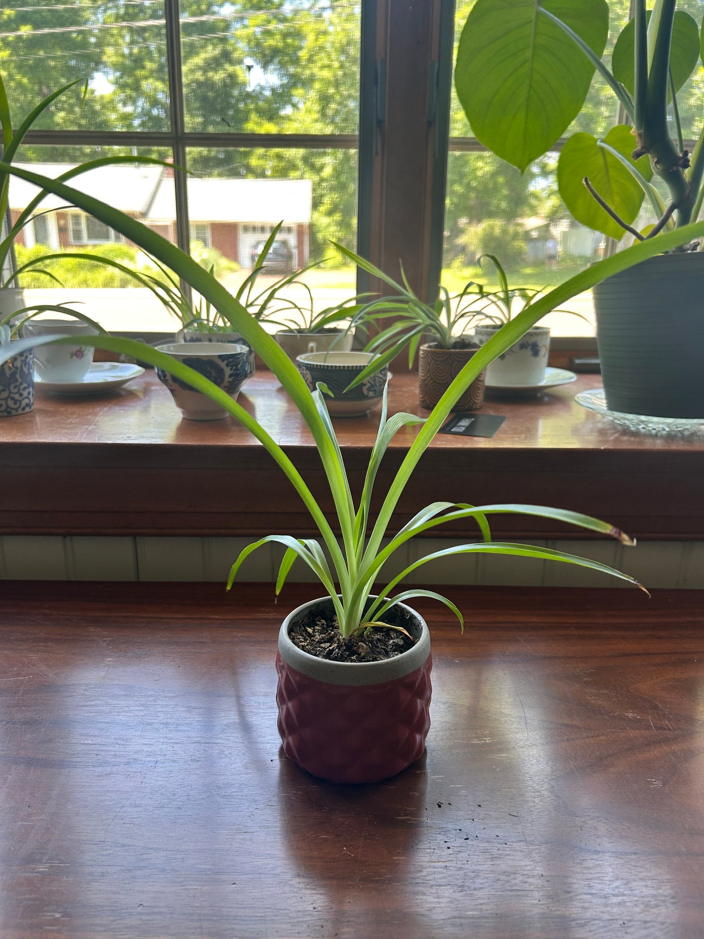 Spider Plant - Red Pot