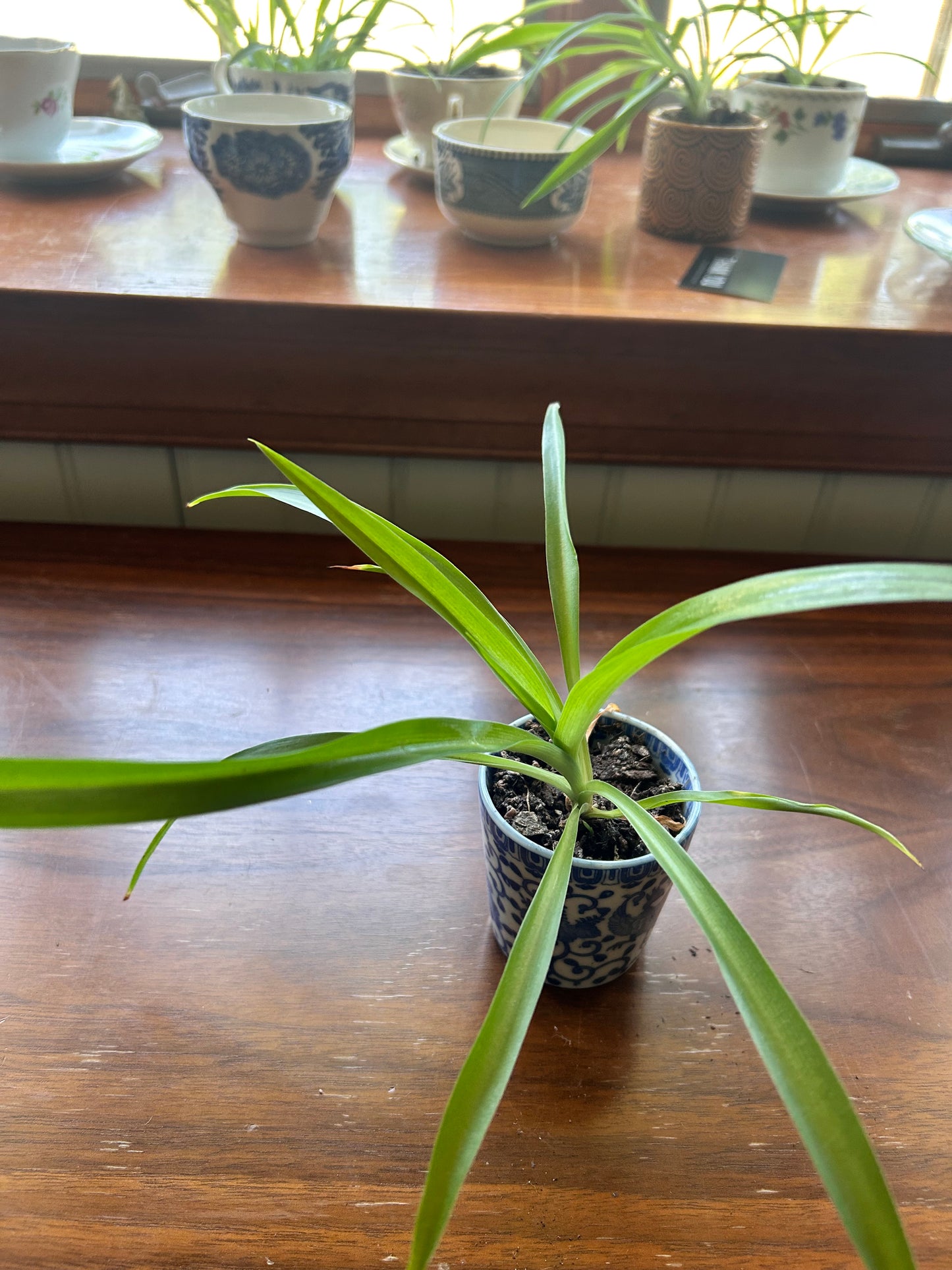 Spider Plant - Blue Decorative Pot