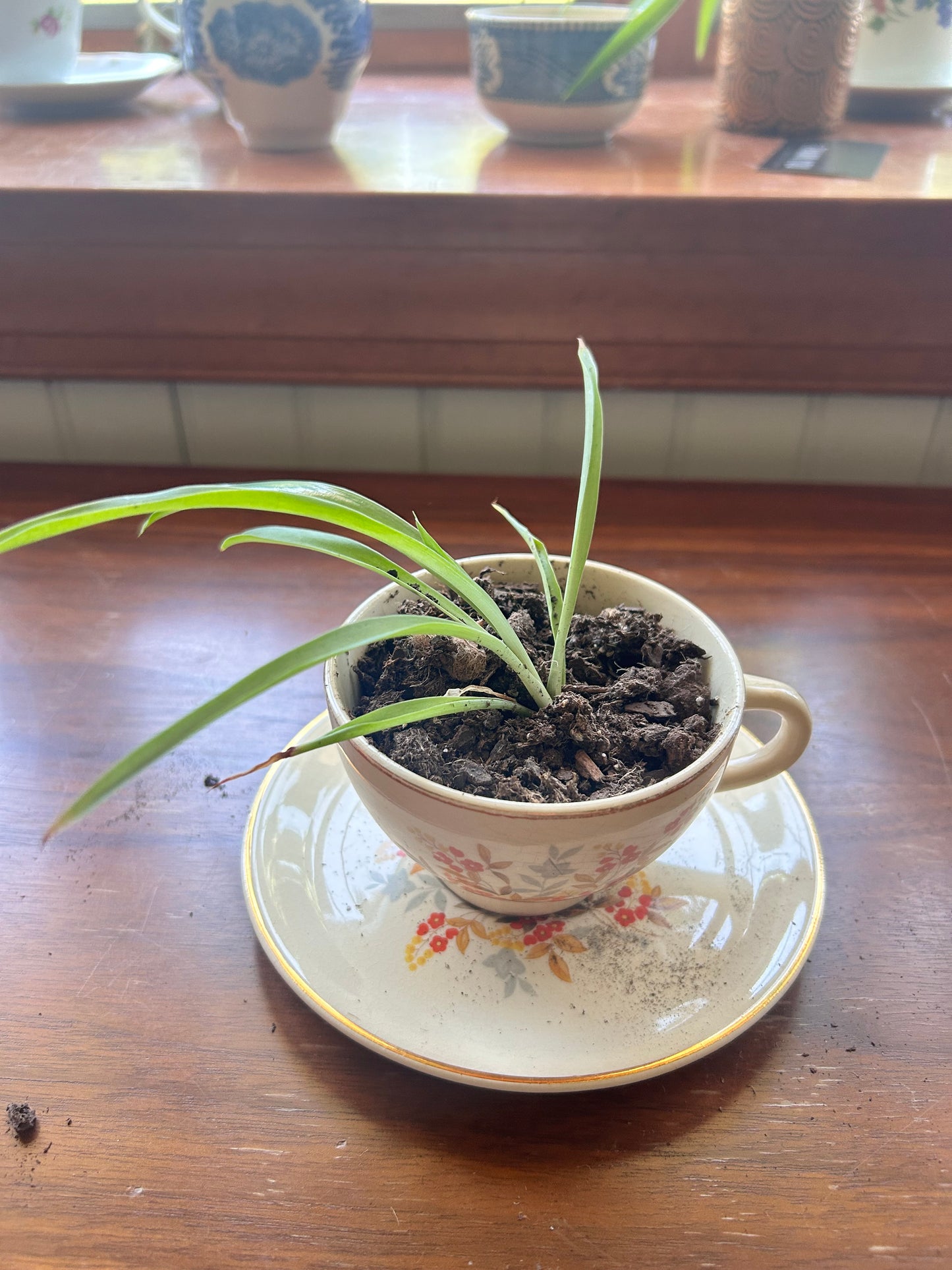 Spider Plant - Orange Floral Teacup