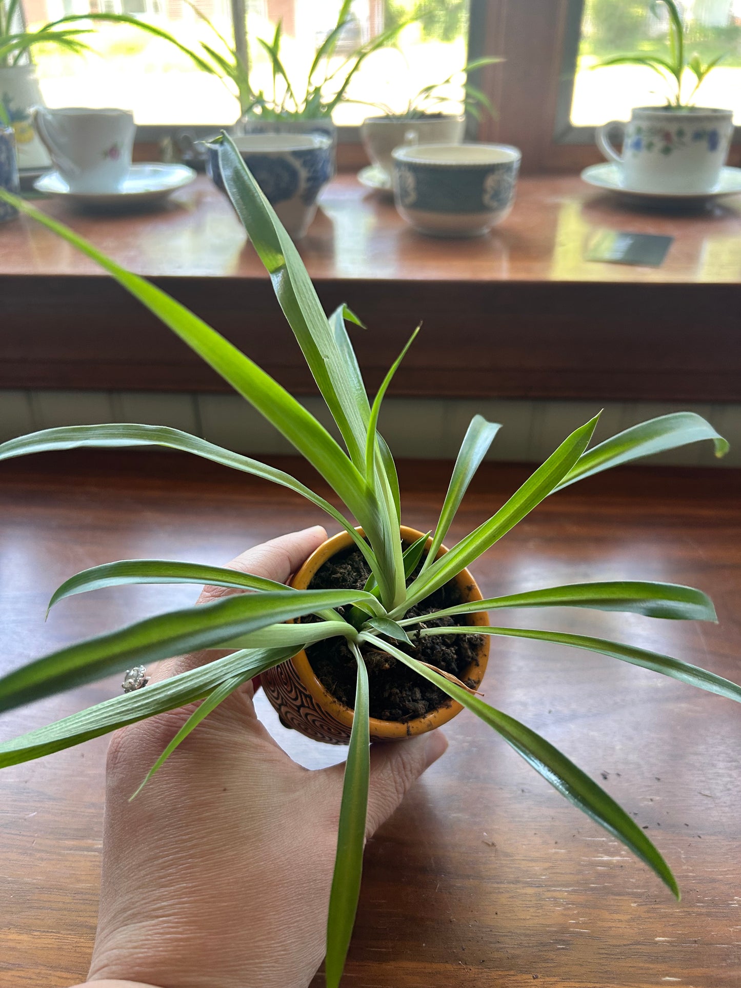 Spider Plant - Orange Swirled Pot