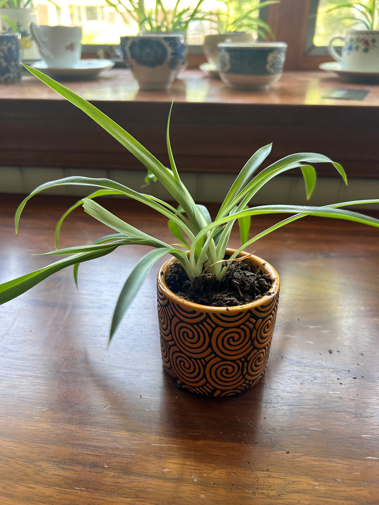Spider Plant - Orange Swirled Pot
