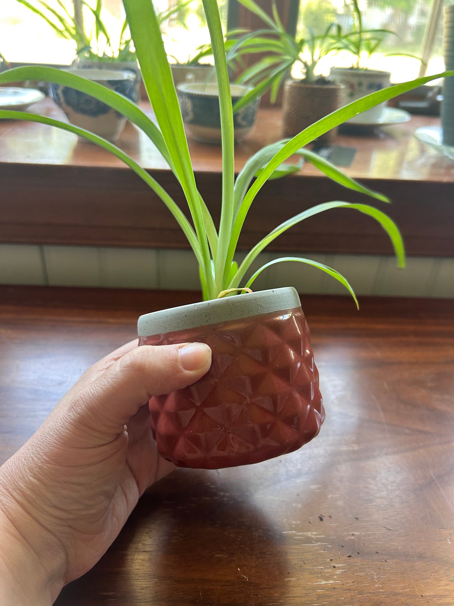 Spider Plant - Red Pot