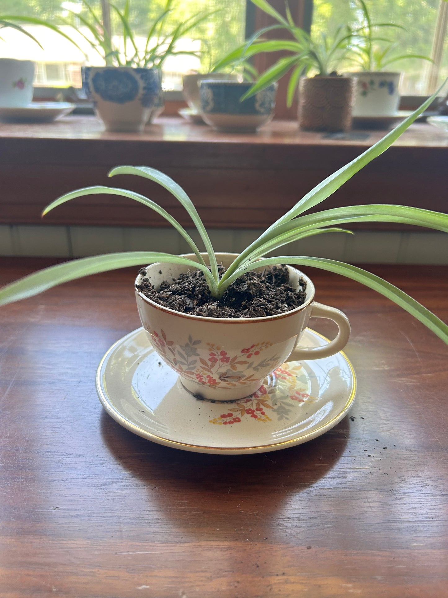 Spider Plant - Orange Floral Teacup
