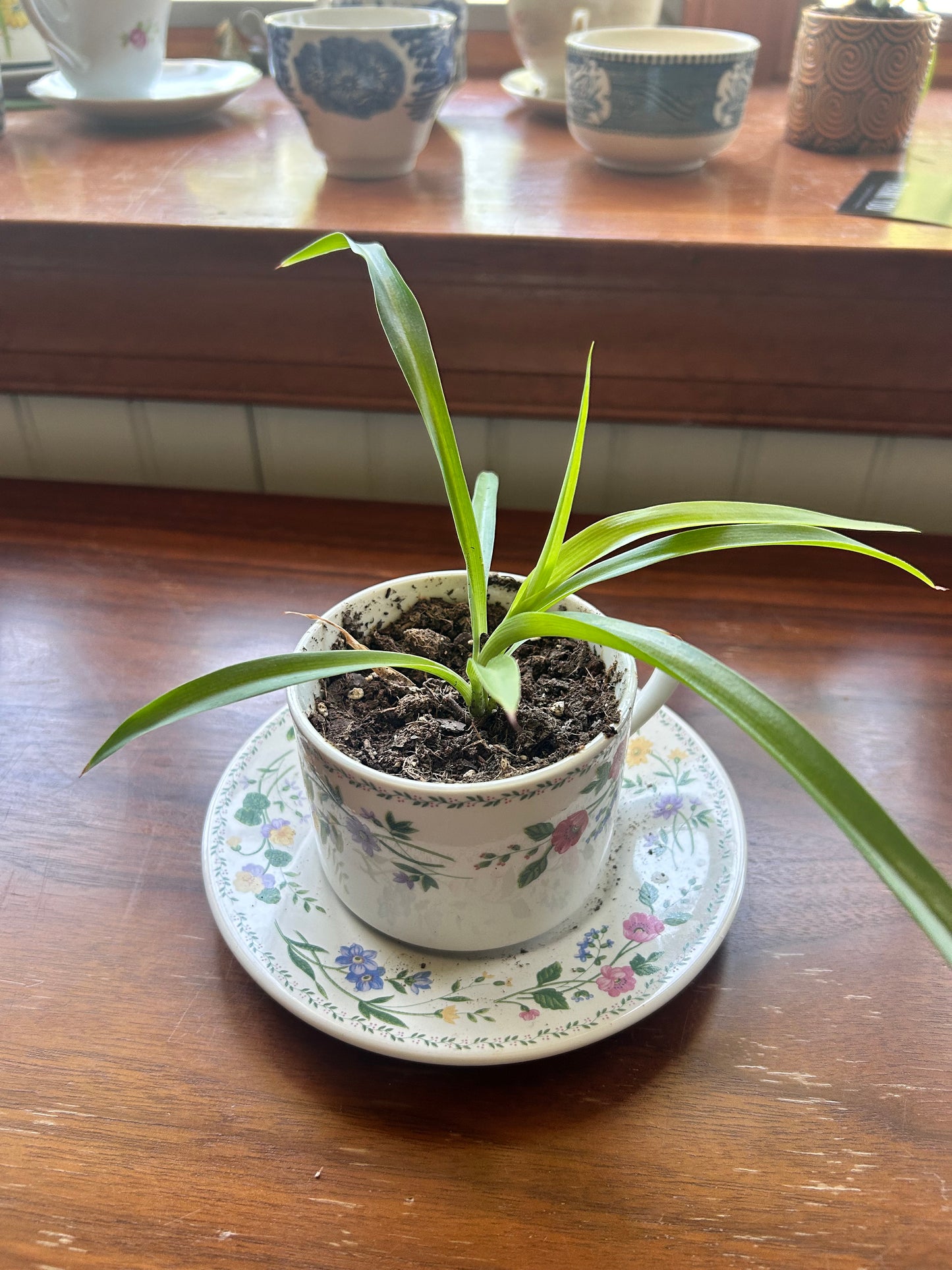 Spider Plant - Floral Teacup
