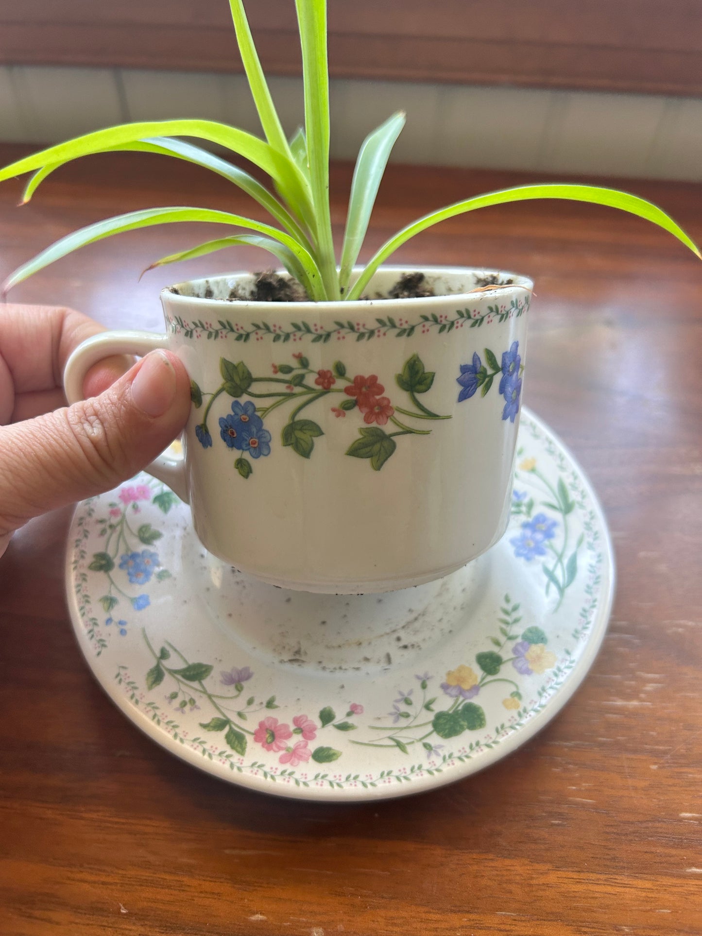 Spider Plant - Floral Teacup