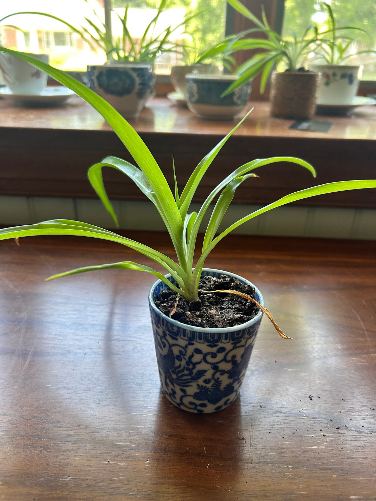 Spider Plant - Blue Decorative Pot