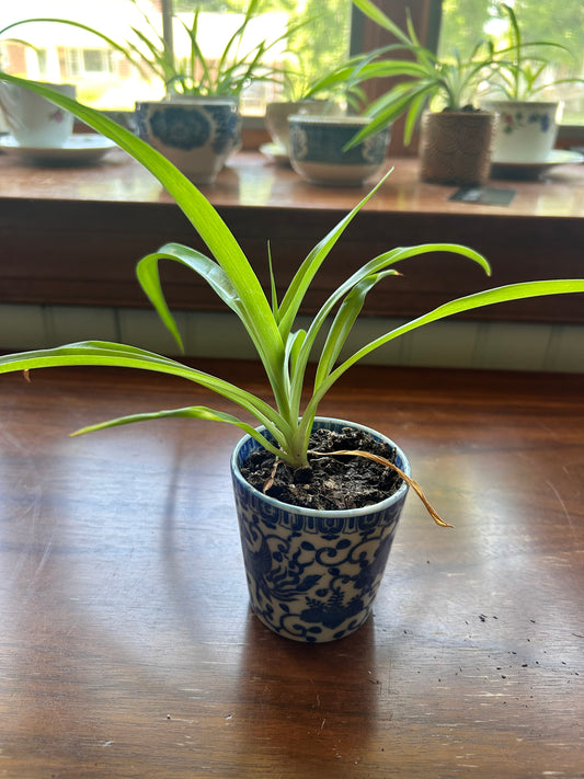 Spider Plant - Blue Decorative Pot